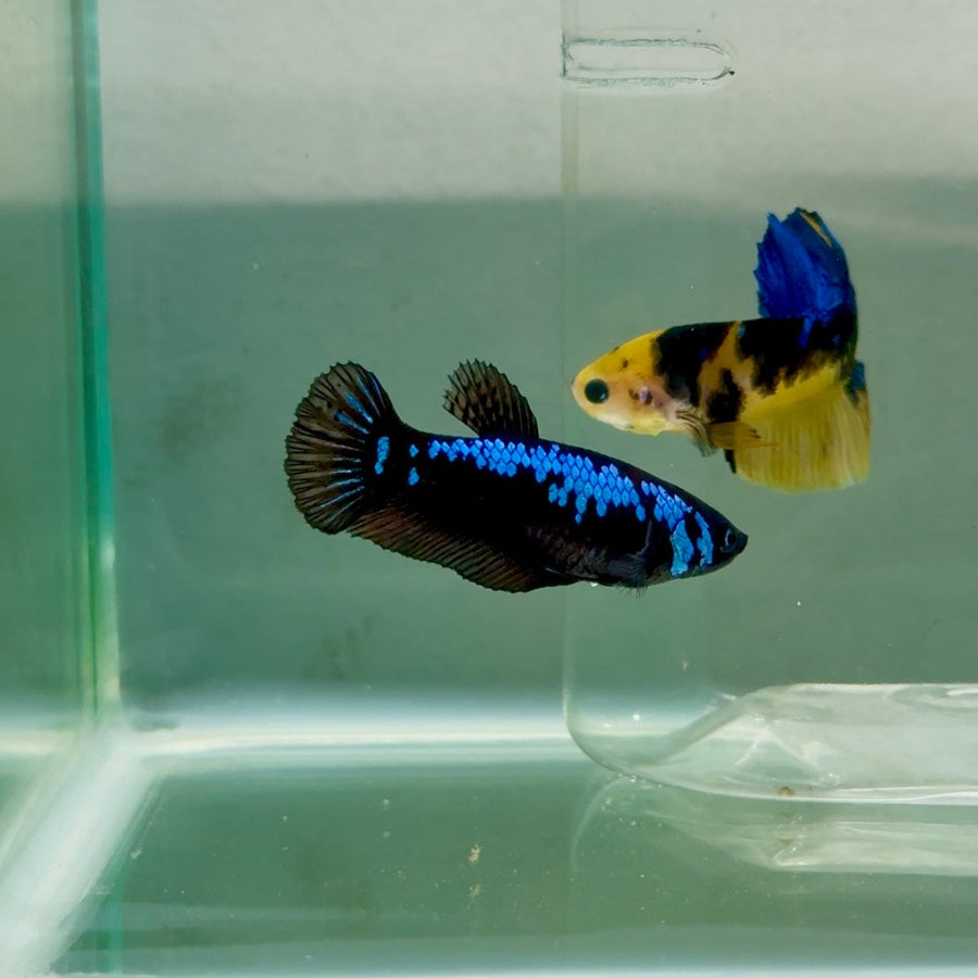 Plakat Blue Samurai Female Betta Ju55 Female betta