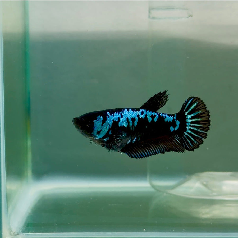 Plakat Blue Samurai Female Betta Ju56 Female betta
