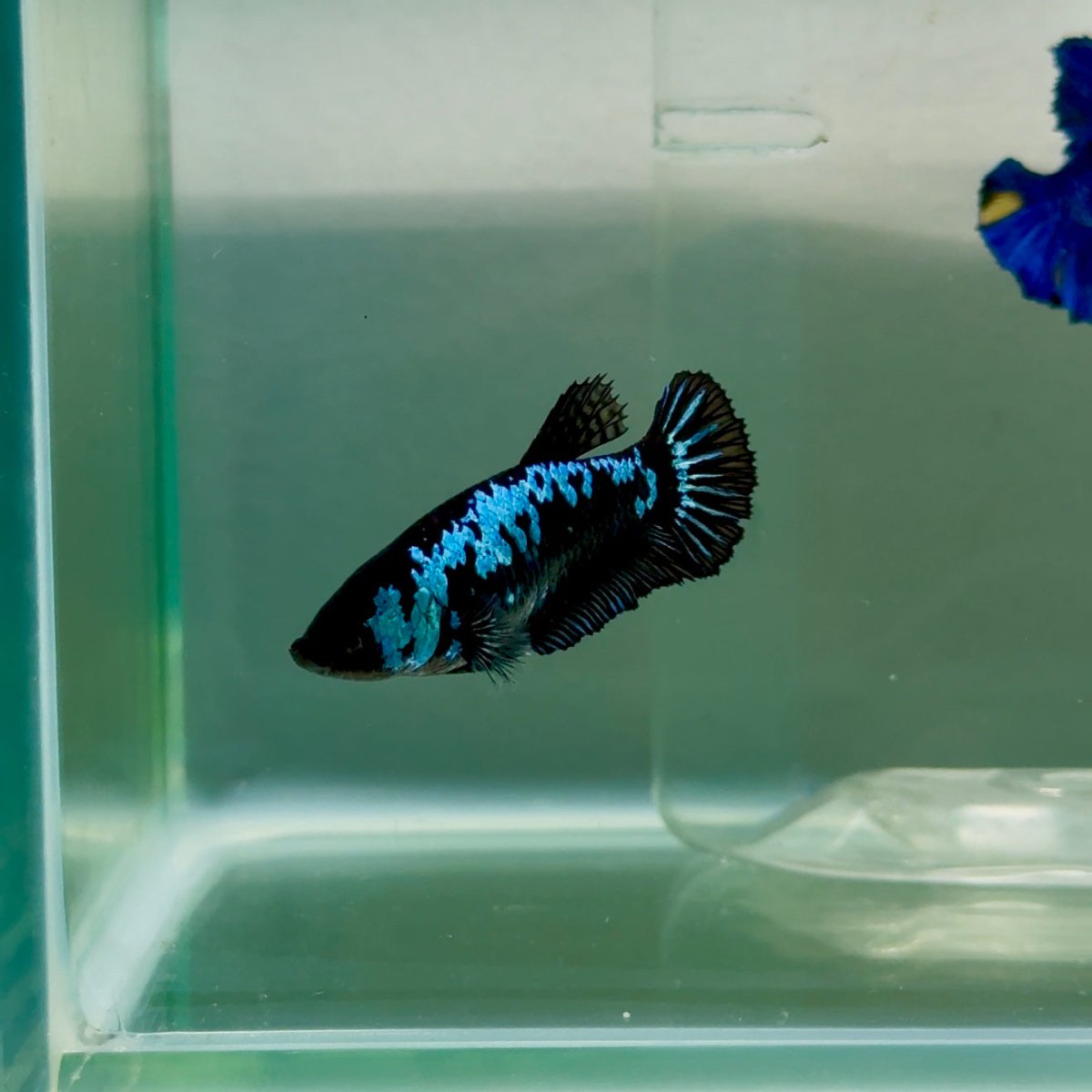 Plakat Blue Samurai Female Betta #Ju56