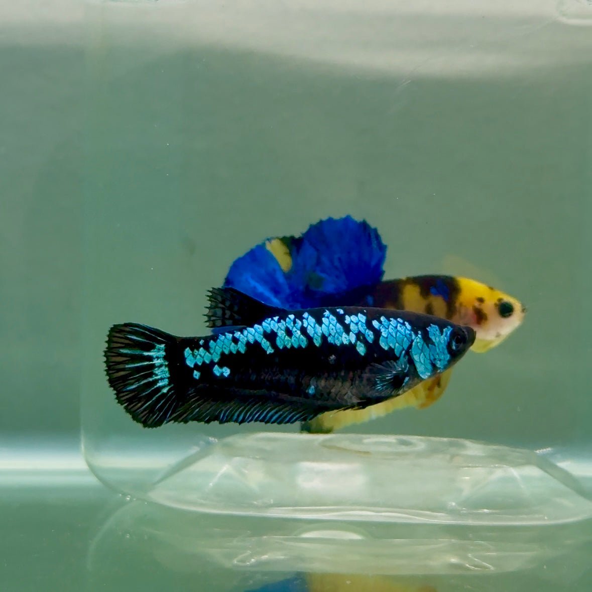 Plakat Blue Samurai Female Betta #Ju56
