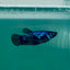 Plakat Blue Samurai Female Betta Ma29