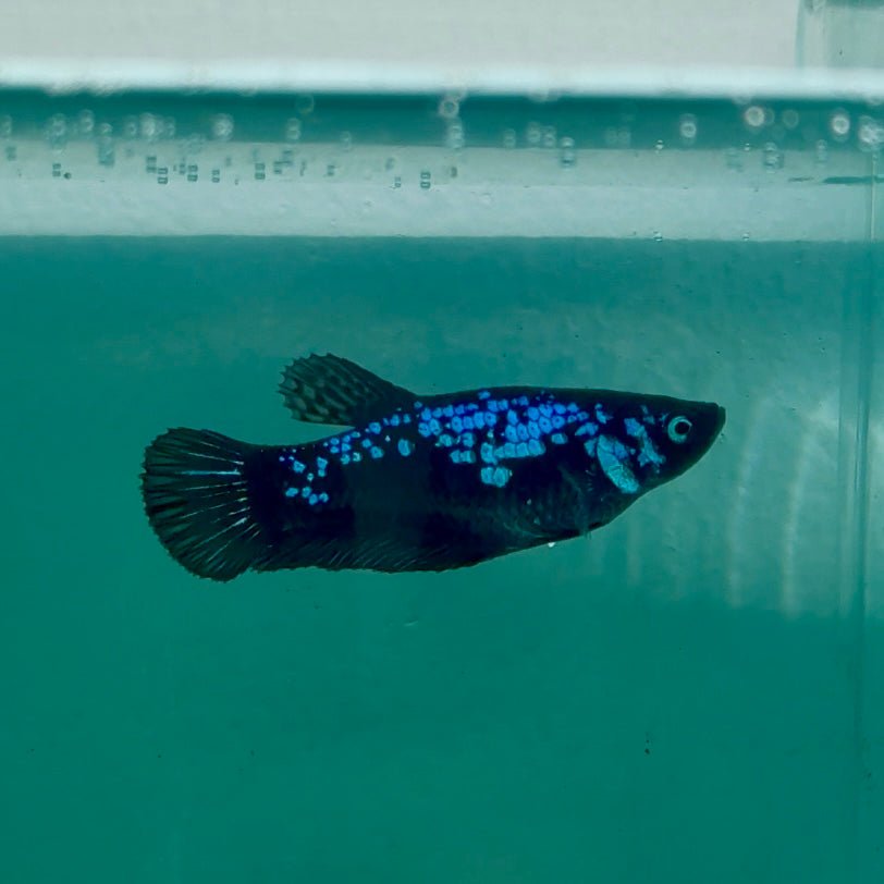 Plakat Blue Samurai Female Betta Ma29