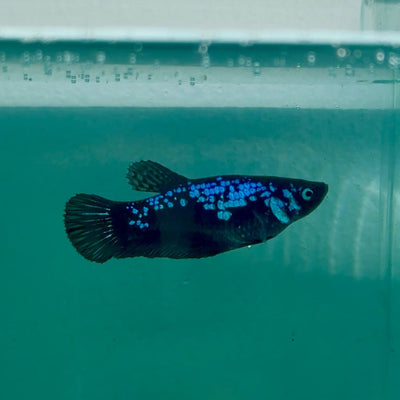 Plakat Blue Samurai Female Betta Ma29