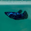 Plakat Blue Samurai Female Betta Ma29