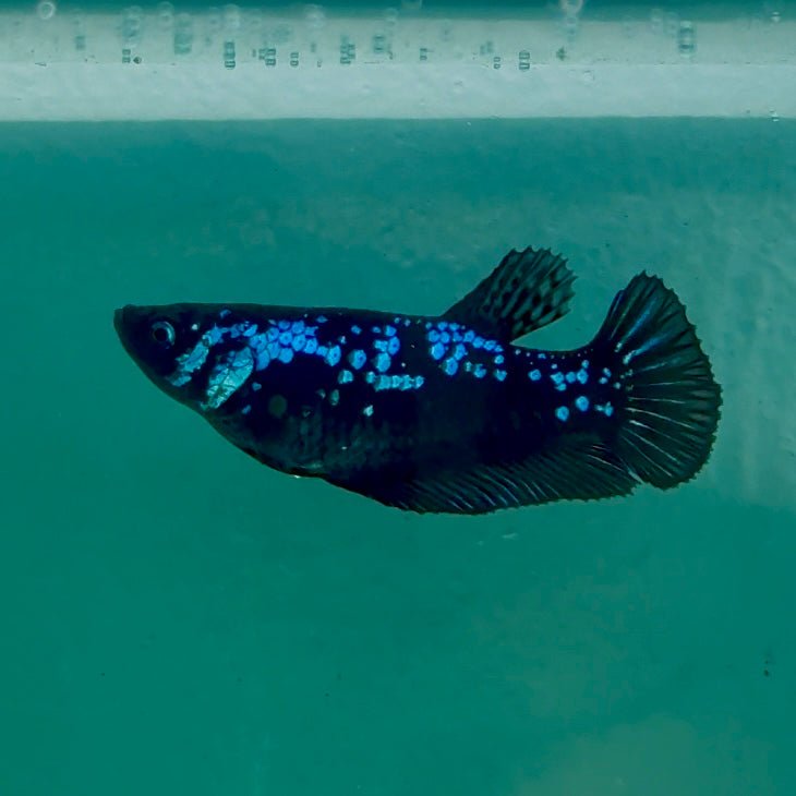 Plakat Blue Samurai Female Betta Ma29