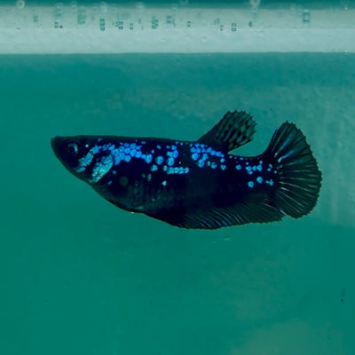 Plakat Blue Samurai Female Betta Ma29