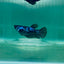 Plakat Blue Samurai Female Betta Ma29