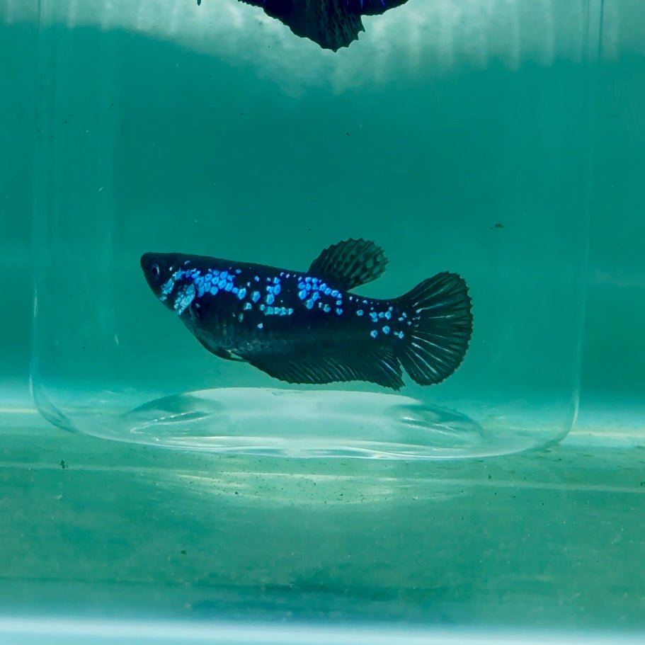 Plakat Blue Samurai Female Betta Ma29