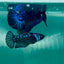 Plakat Blue Samurai Female Betta Ma30