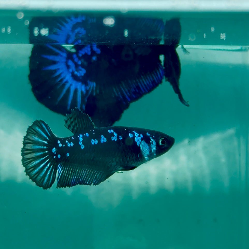 Plakat Blue Samurai Female Betta #Ma30