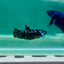 Plakat Blue Samurai Female Betta Ma30