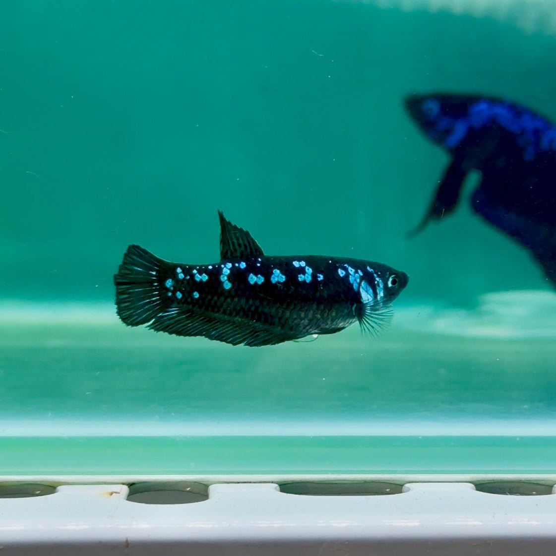 Plakat Blue Samurai Female Betta #Ma30