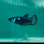 Plakat Blue Samurai Female Betta Ma30
