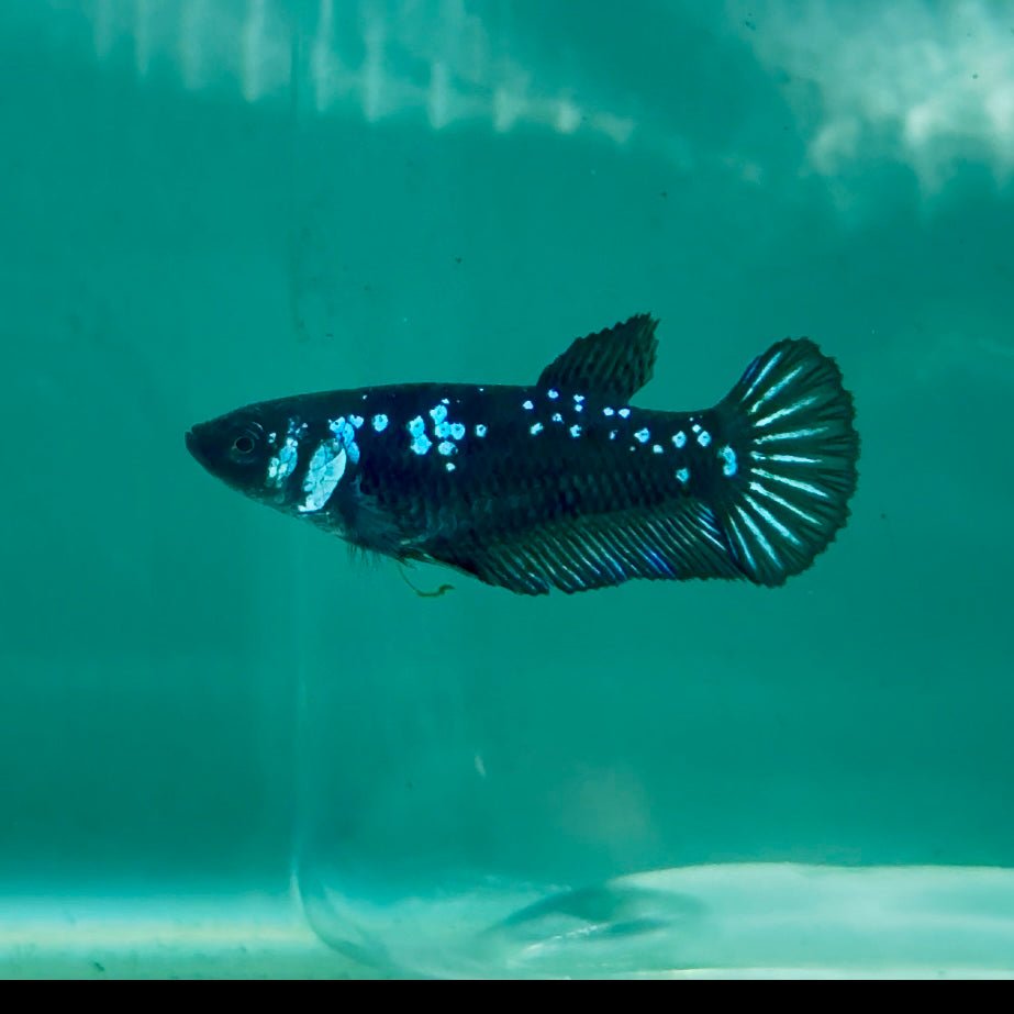 Plakat Blue Samurai Female Betta #Ma30