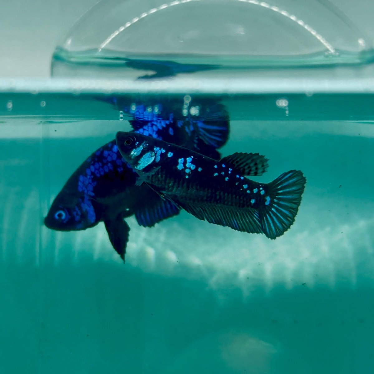 Plakat Blue Samurai Female Betta #Ma30