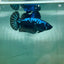 Plakat Blue Samurai Female Betta Ma31