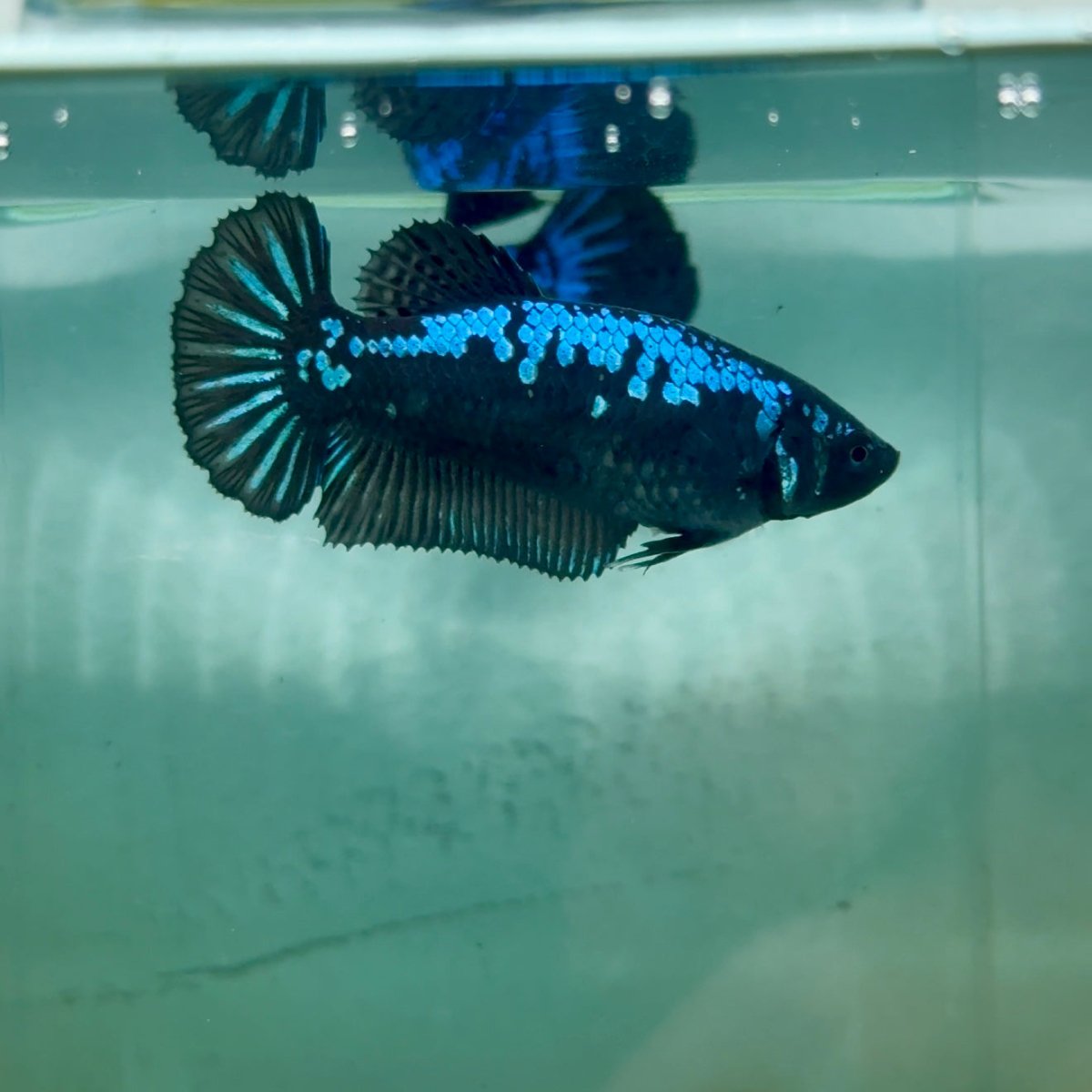 Plakat Blue Samurai Female Betta Ma31