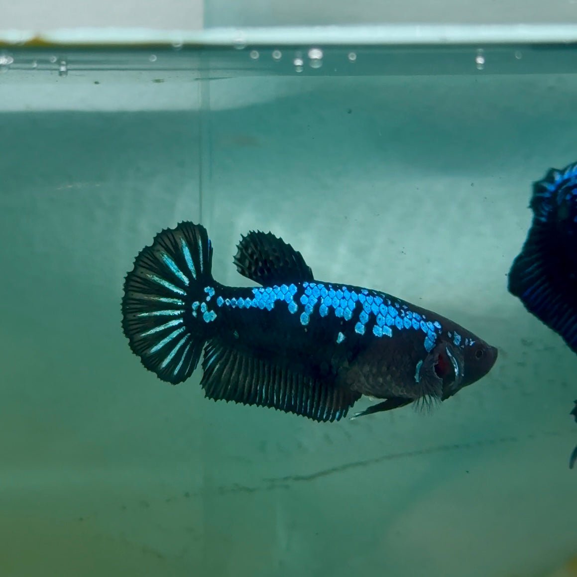 Plakat Blue Samurai Female Betta Ma31