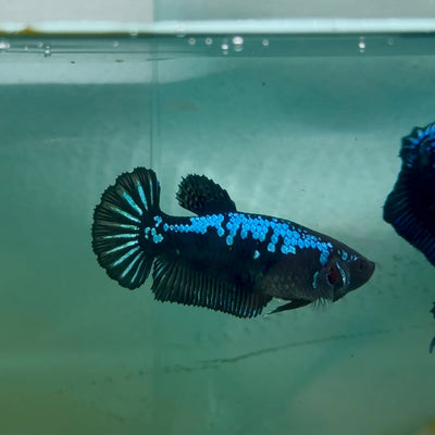 Plakat Blue Samurai Female Betta Ma31
