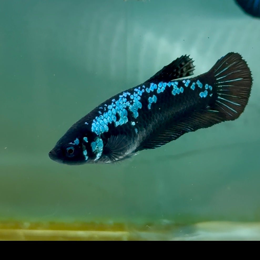 Plakat Blue Samurai Female Betta Ma31