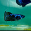 Plakat Blue Samurai Female Betta Ma32