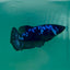 Plakat Blue Samurai Female Betta Ma32