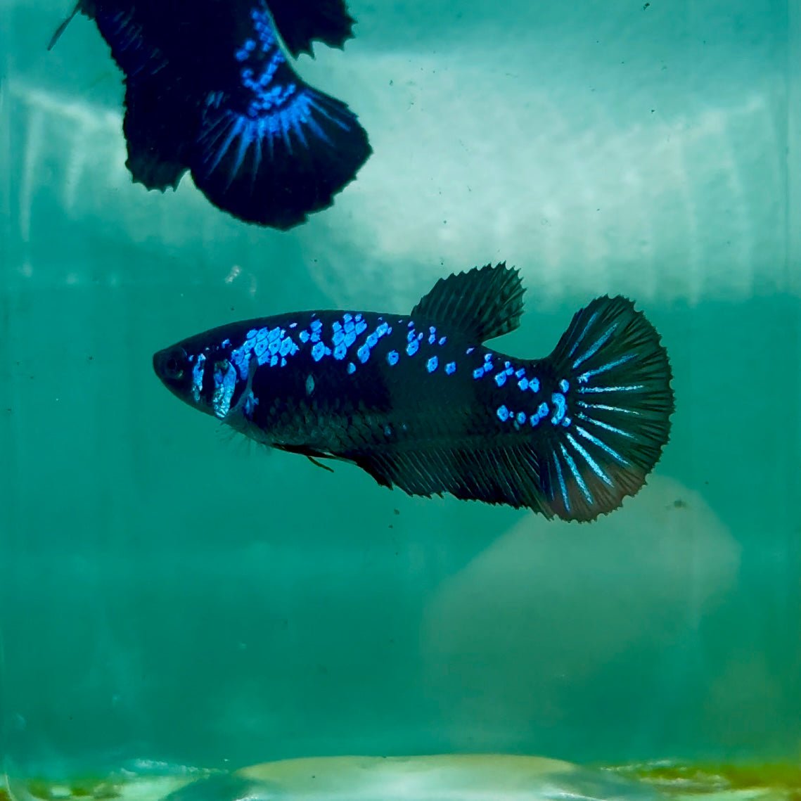 Plakat Blue Samurai Female Betta Ma32