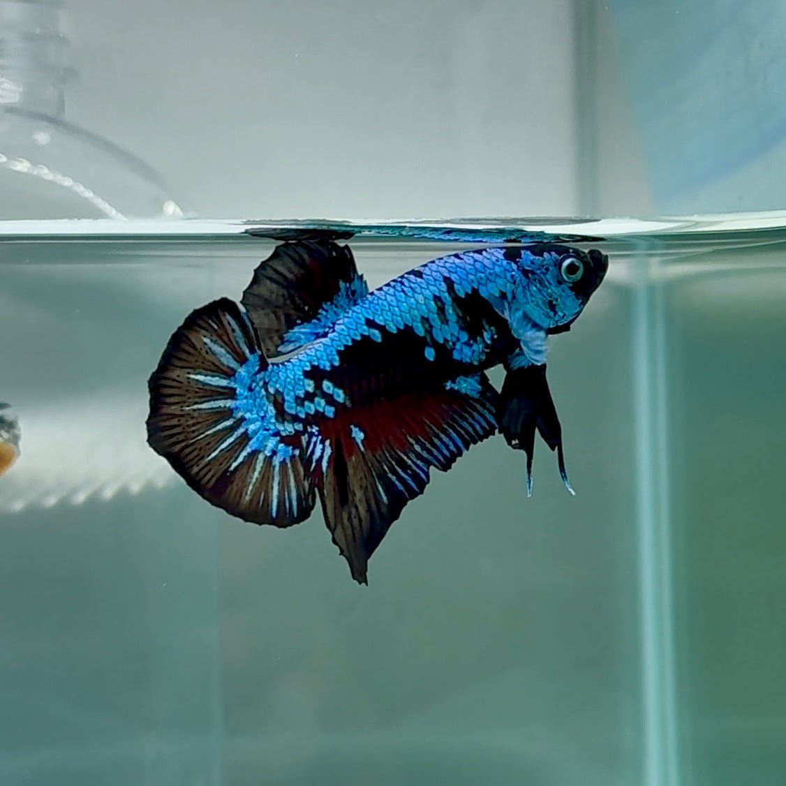 Plakat Blue Samurai Male Betta #Au20
