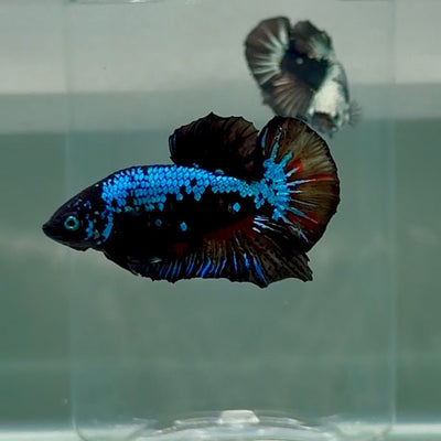 Plakat Blue Samurai Male Betta Au43 Live Betta Fish Male betta