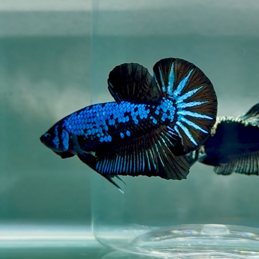 Plakat Blue Samurai Male Betta Au62 Live Betta Fish Male betta