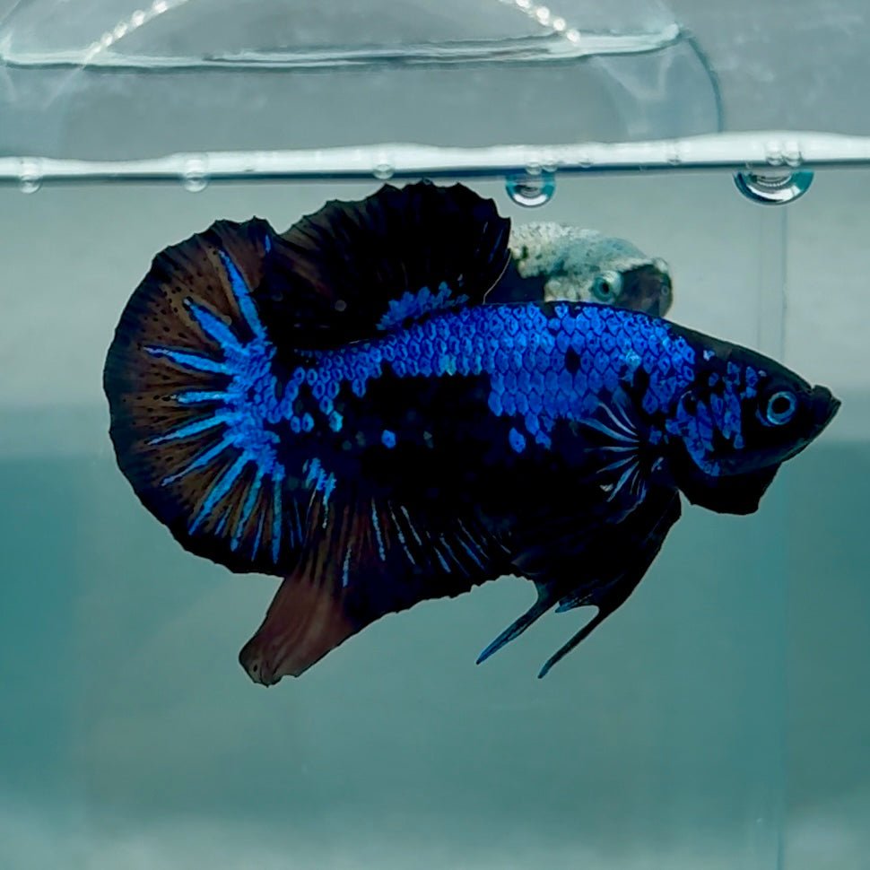 Plakat Blue Samurai Male Betta #Au68