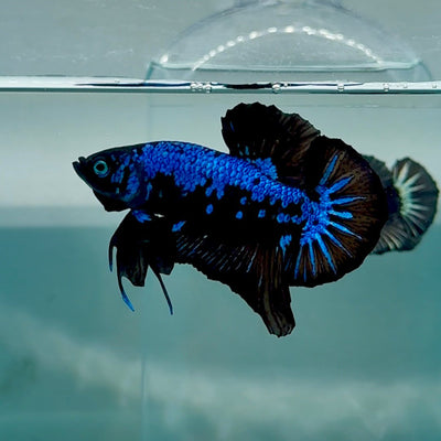 Plakat Blue Samurai Male Betta Au68 Male betta