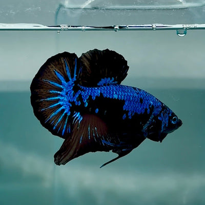 Plakat Blue Samurai Male Betta Au68 Male betta