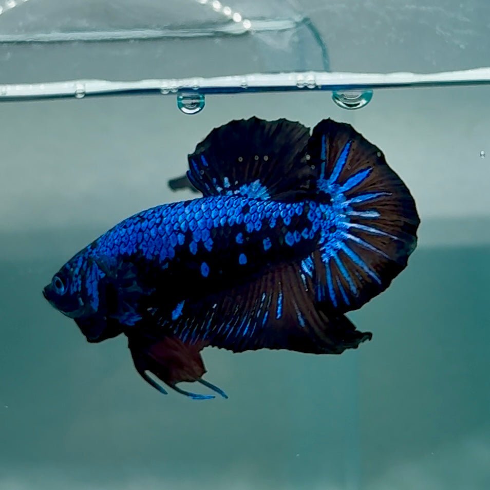Plakat Blue Samurai Male Betta #Au68