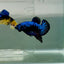 Plakat Blue Samurai Male Betta Ju59 Live Betta Fish Male betta