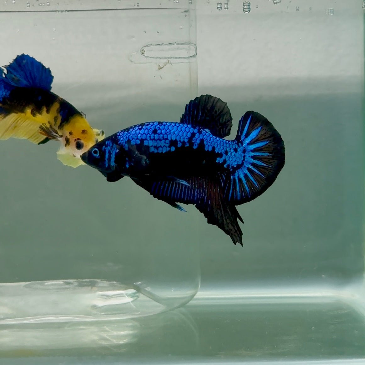 Plakat Blue Samurai Male Betta #Ju59