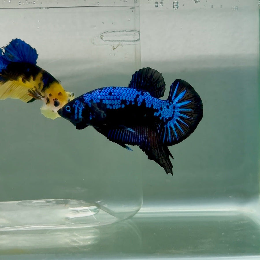 Plakat Blue Samurai Male Betta Ju59 Live Betta Fish Male betta