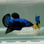 Plakat Blue Samurai Male Betta Ju59 Live Betta Fish Male betta