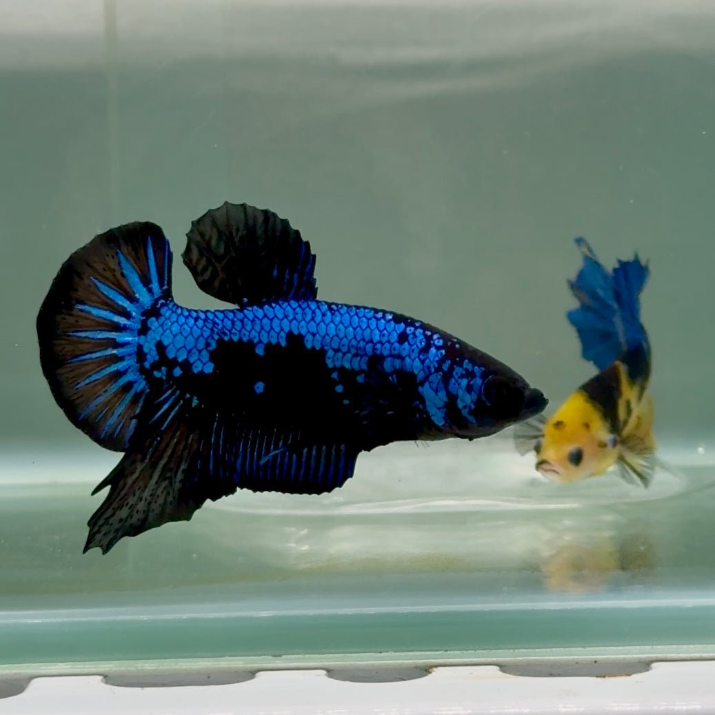 Plakat Blue Samurai Male Betta #Ju59