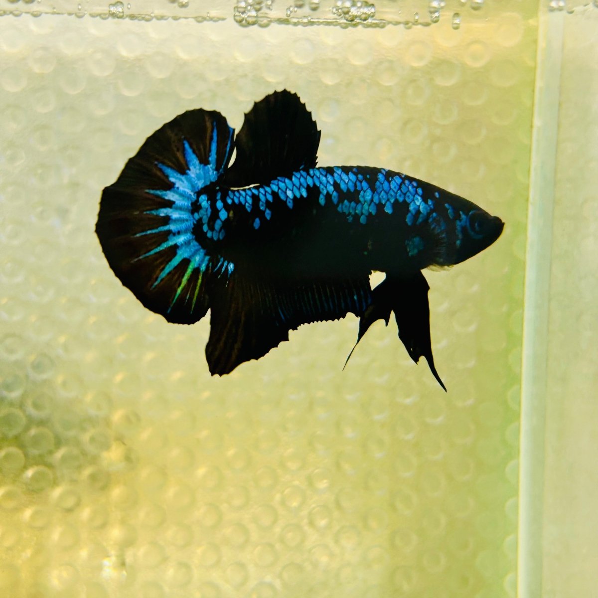 Plakat Blue Samurai Male Betta #Jul15