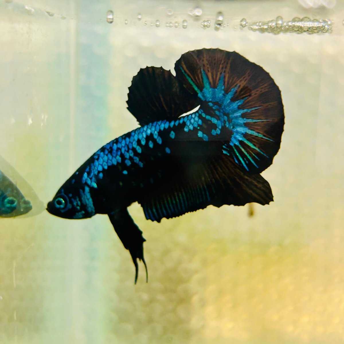 Plakat Blue Samurai Male Betta #Jul15