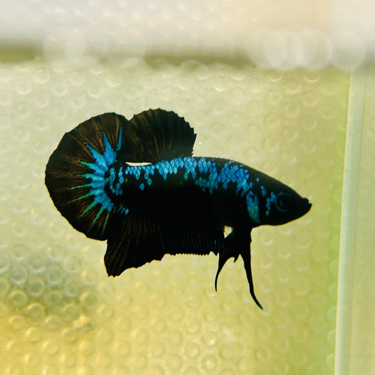 Plakat Blue Samurai Male Betta #Jul15