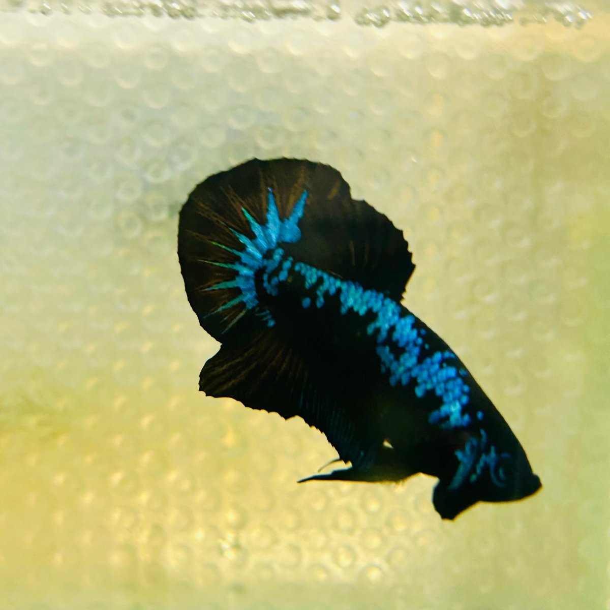 Plakat Blue Samurai Male Betta #Jul15