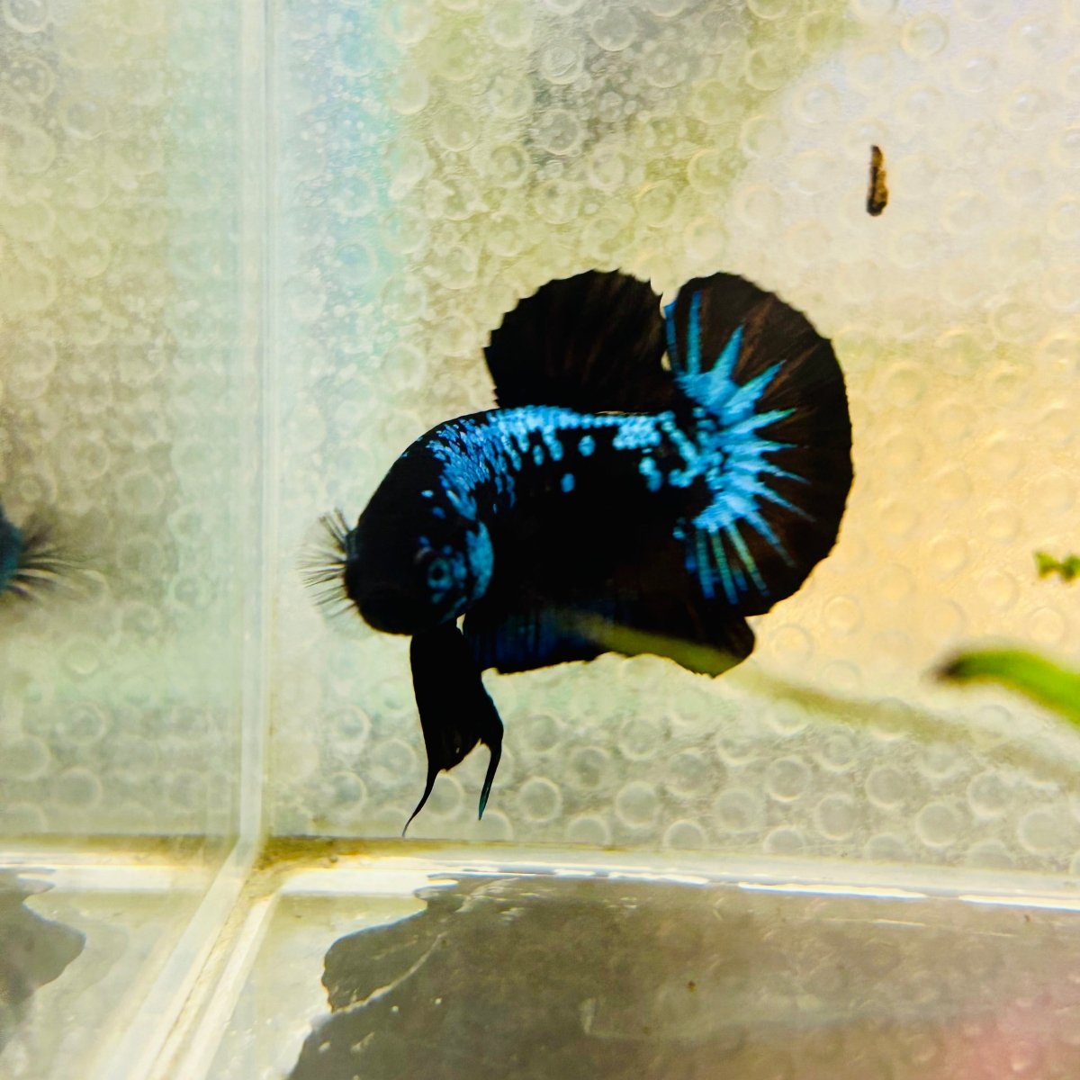 Plakat Blue Samurai Male Betta #Jul15