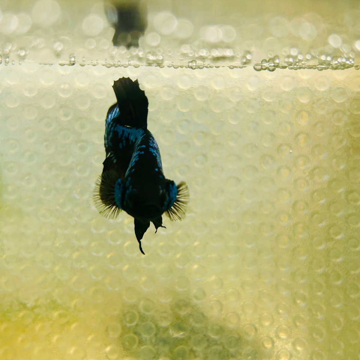 Plakat Blue Samurai Male Betta #Jul15