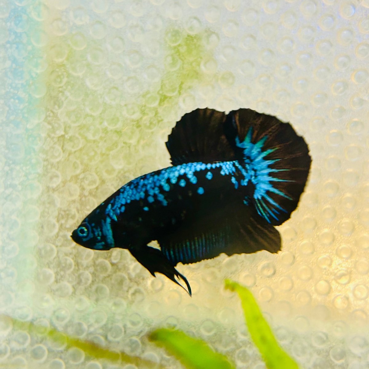 Plakat Blue Samurai Male Betta #Jul15