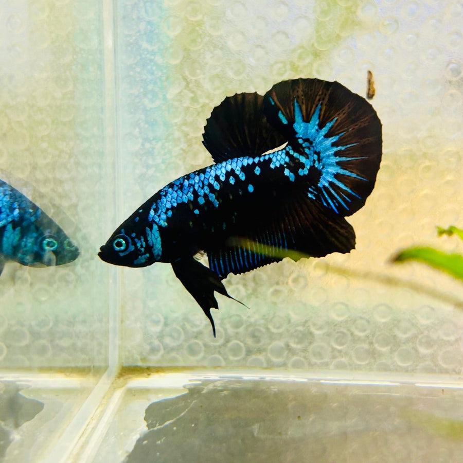 Plakat Blue Samurai Male Betta Jul15 Male betta