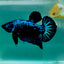 Plakat Blue Samurai Male Betta Ma09 Live Betta Fish Male betta