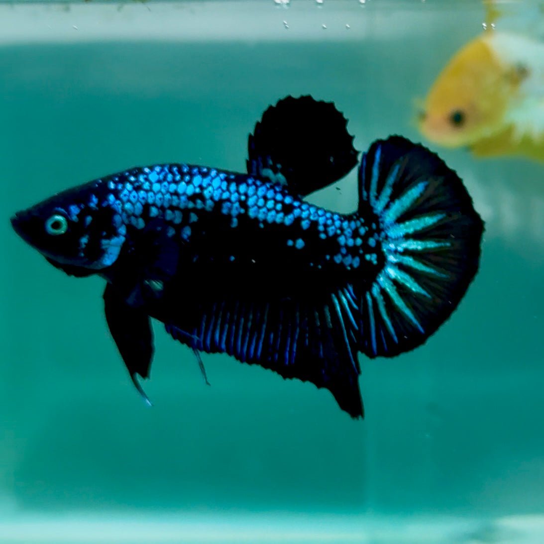 Plakat Blue Samurai Male Betta Ma09 Live Betta Fish Male betta