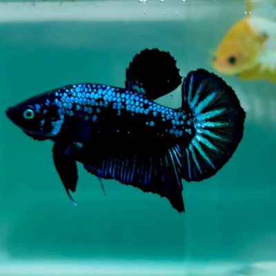 Plakat Blue Samurai Male Betta Ma09 Live Betta Fish Male betta